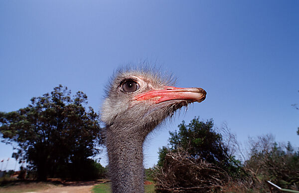 South African Ostrich
