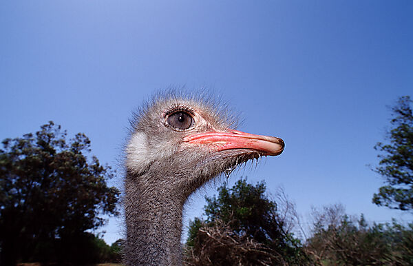 South African Ostrich