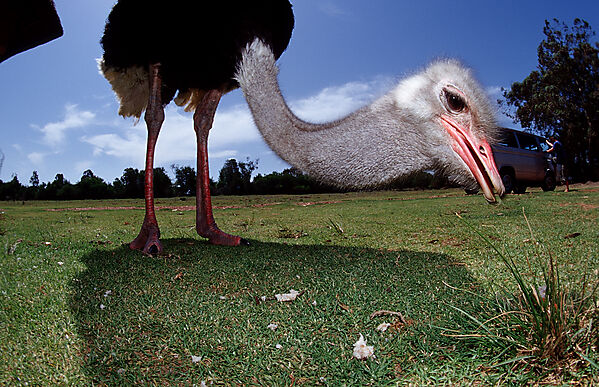South African Ostrich