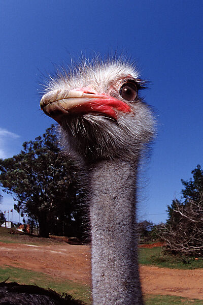 South African Ostrich