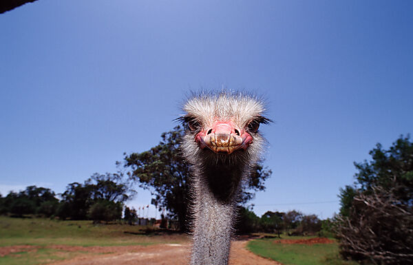 South African Ostrich