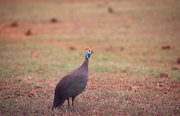 Helmeted Guineafowl