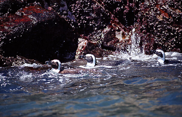 Jackass Penguin, African Penguin