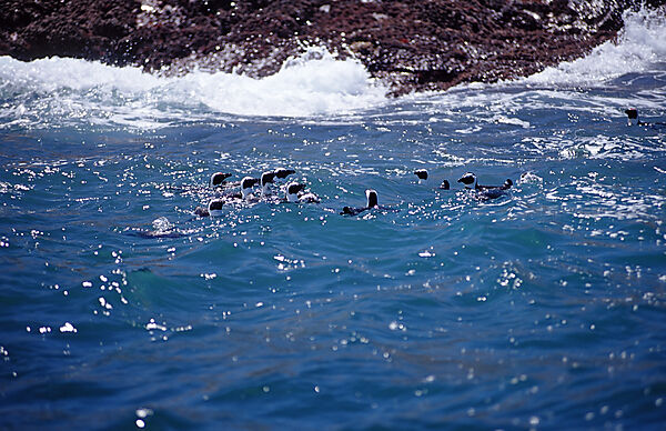 Jackass Penguin, African Penguin