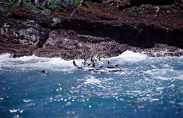 Jackass Penguin, African Penguin
