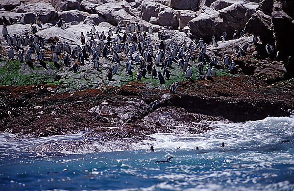 Jackass Penguin, African Penguin