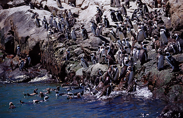 Jackass Penguin, African Penguin