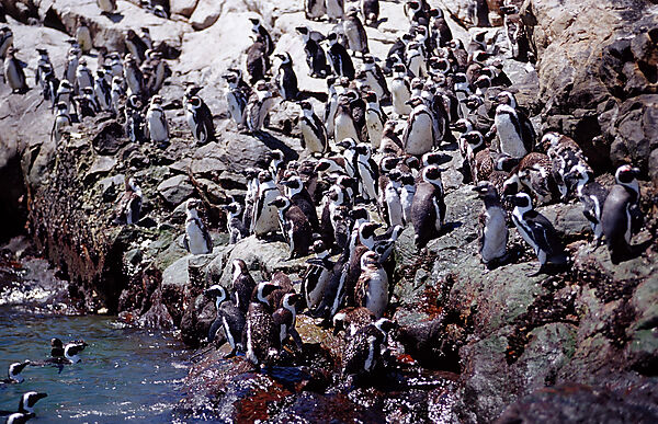 Jackass Penguin, African Penguin