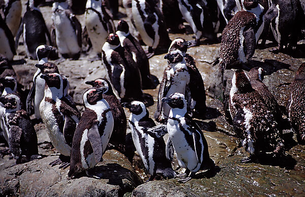 Jackass Penguin, African Penguin