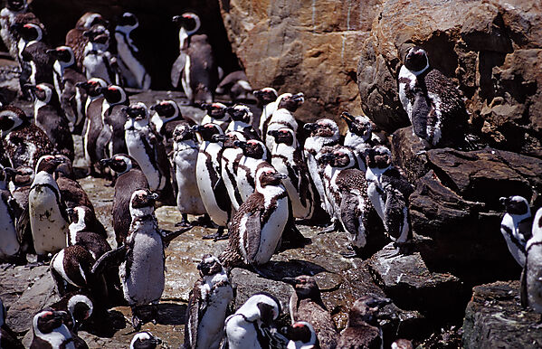 Jackass Penguin, African Penguin