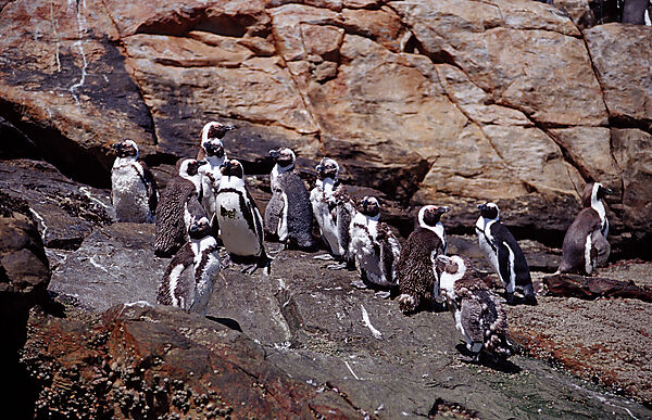 Jackass Penguin, African Penguin