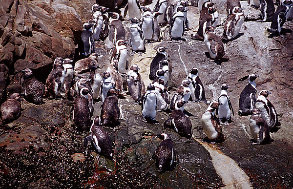 Jackass Penguin, African Penguin