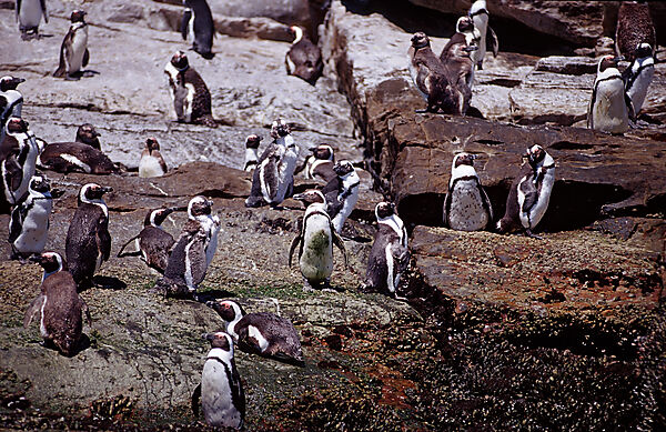 Jackass Penguin, African Penguin