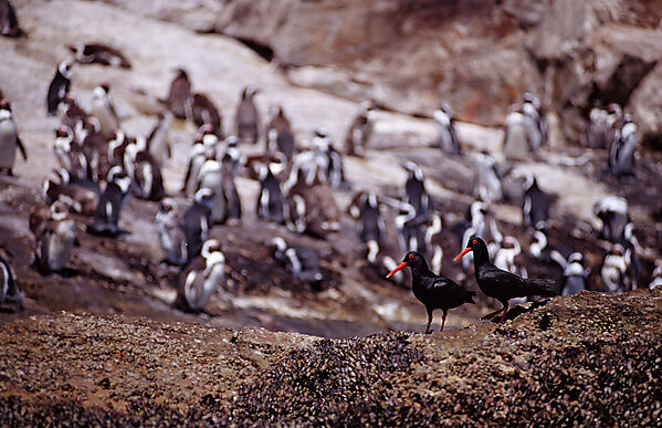 African Black Oystercatcher and Jackass Penguin, African Penguin