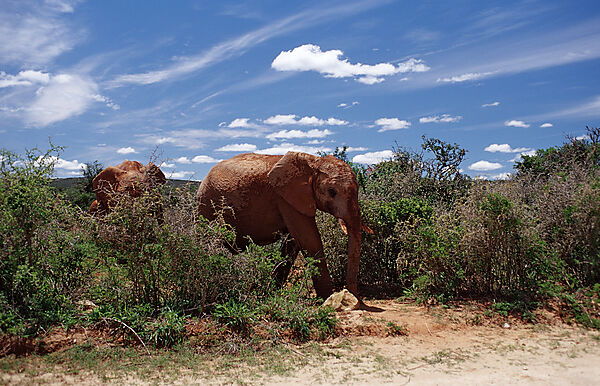 African Elephant