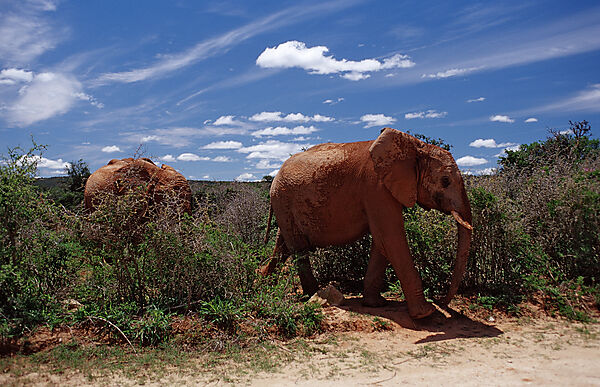 African Elephant