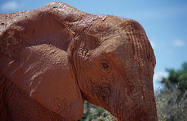 African Elephant