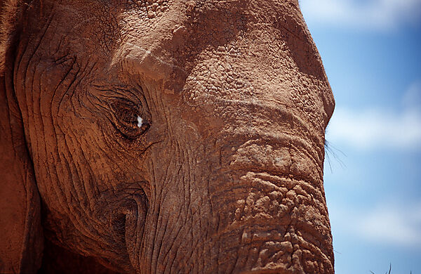 African Elephant
