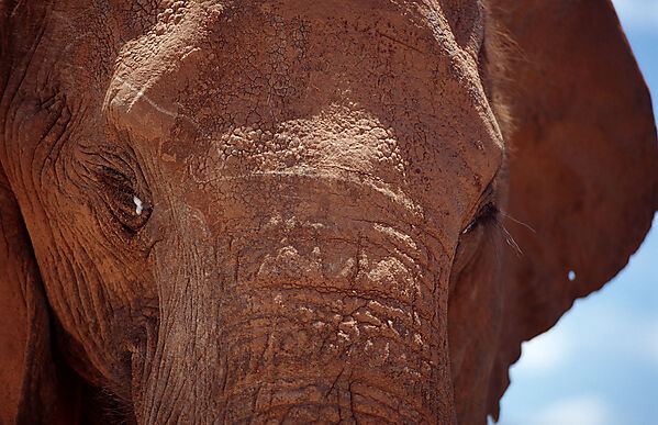African Elephant
