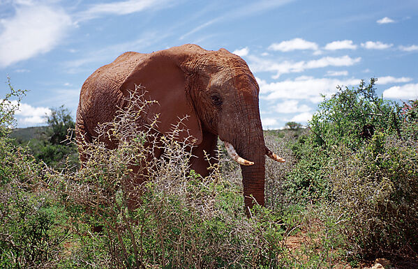 African Elephant