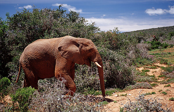 African Elephant