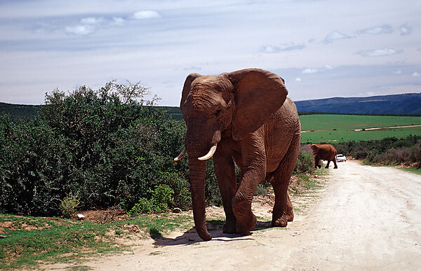 African Elephant
