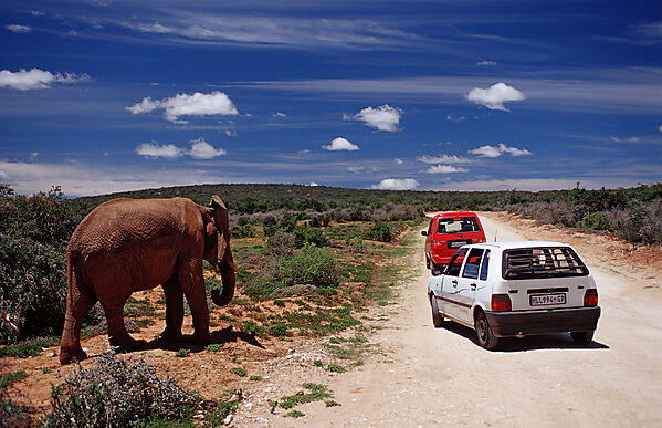 African Elephant and tourist cars
