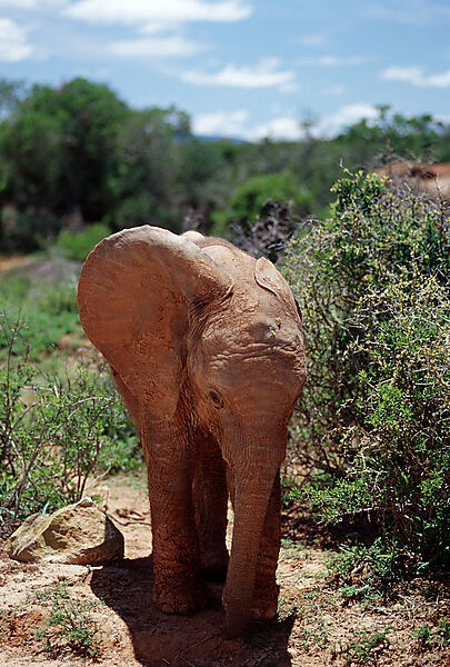 African Elephant, Calv
