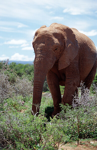African Elephant