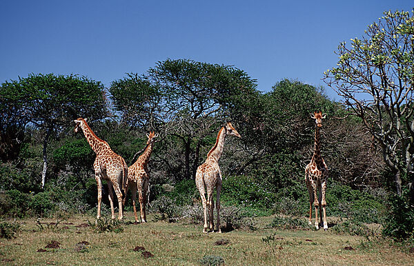 giraffe