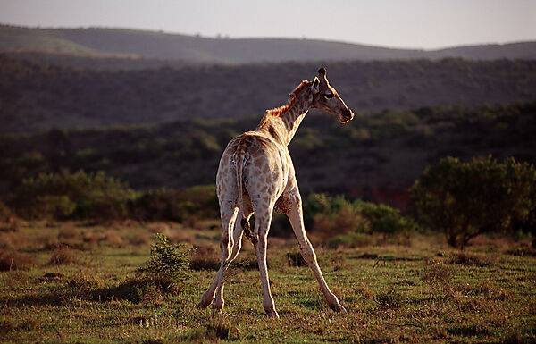 giraffe