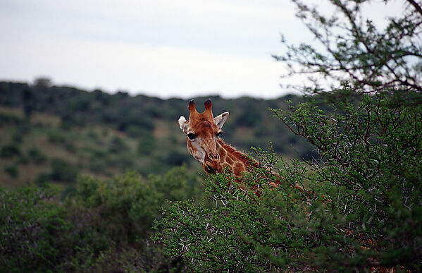 giraffe