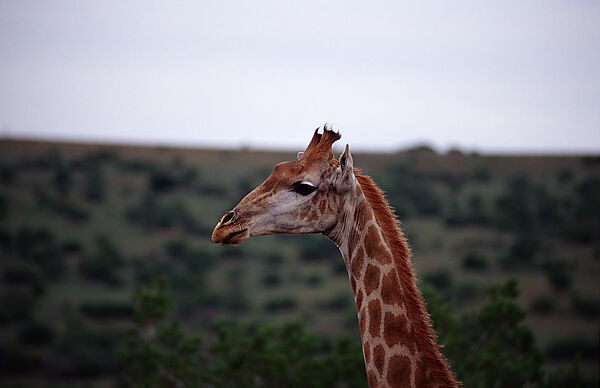 giraffe