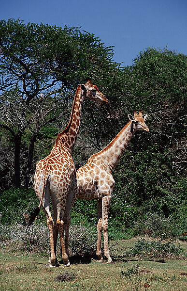 giraffe