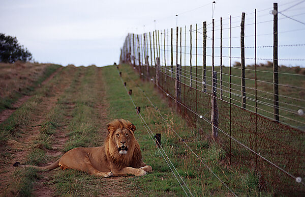 lion