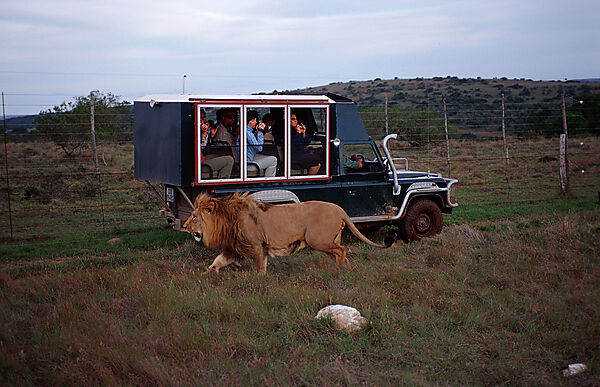 lion and tourists