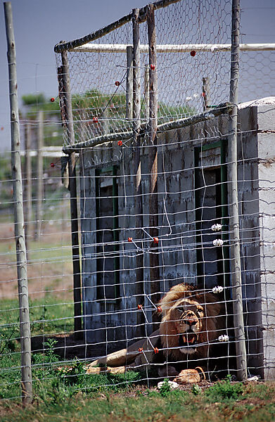 lion in captivity