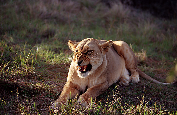 Female, Lion