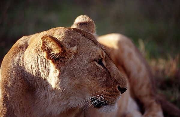Female, Lion