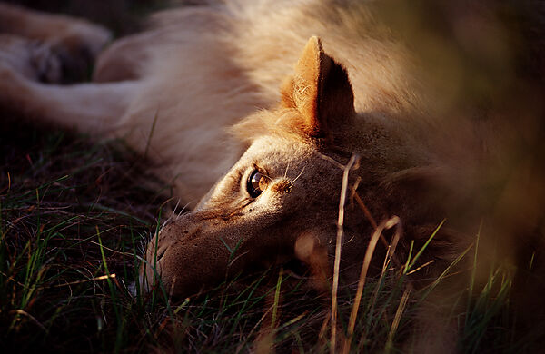 Resting lion