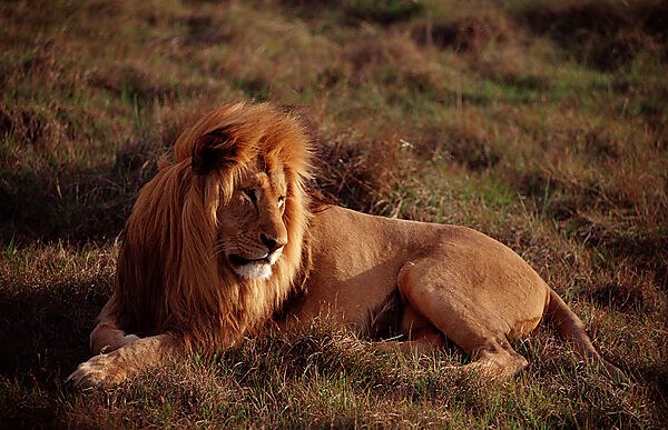 Male lion