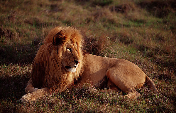 Male lion