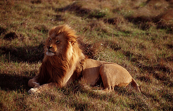 Male lion