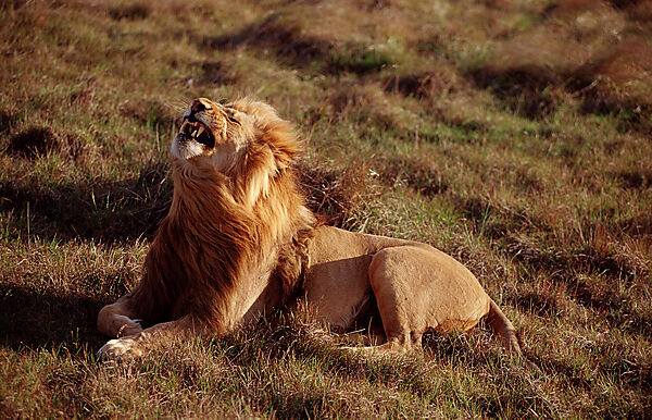 Yawning lion