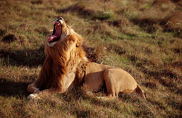 Yawning lion