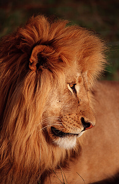 lion portrait