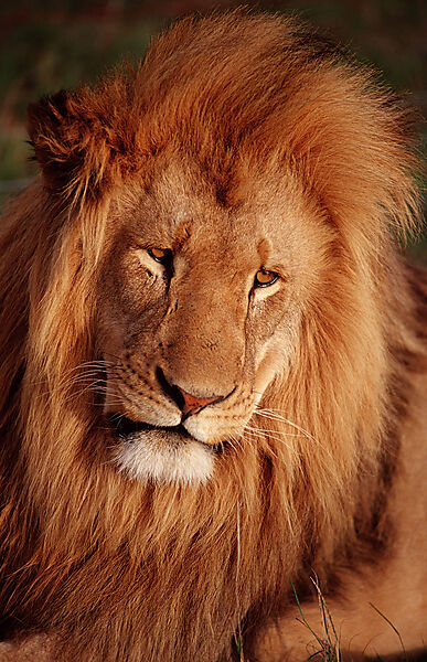 lion portrait