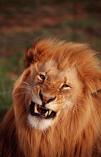 snarling lion