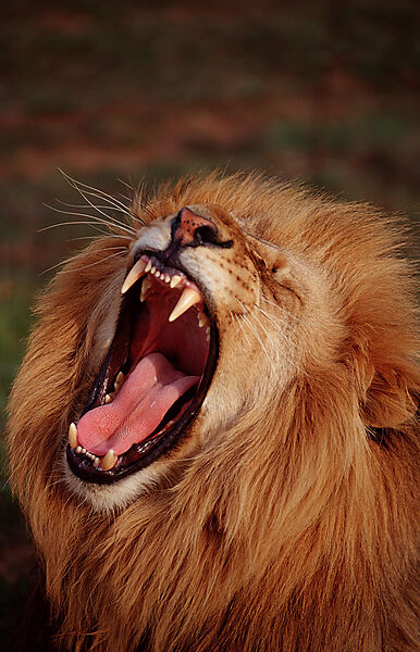 snarling lion