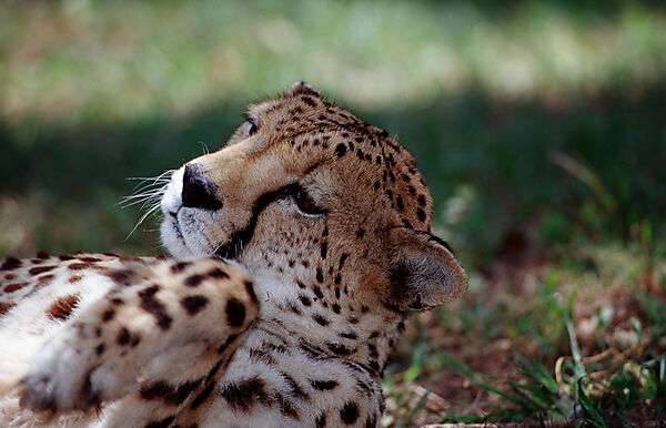 Cheetah